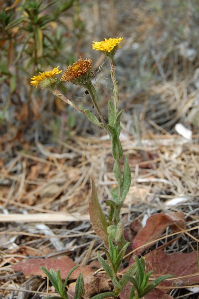 Pulicaria odora2 (1) [1600x1200].JPG