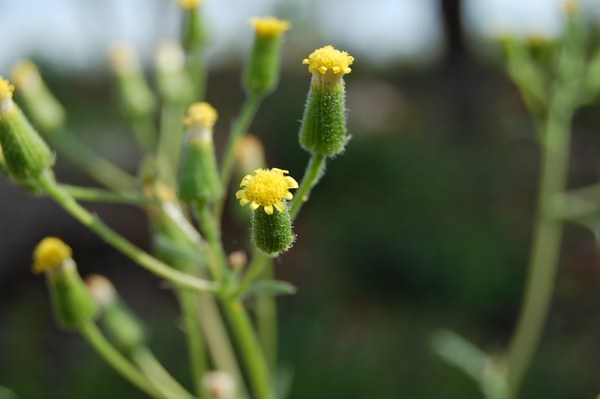 Senecio lividus (5) [1600x1200].JPG
