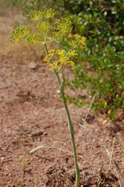 Thapsia villosa5 (1) [1600x1200].JPG