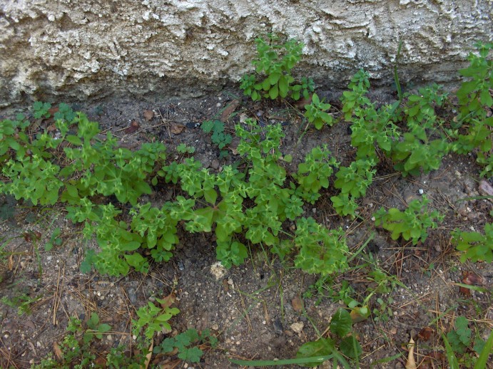 jardin 006 [50%].JPG