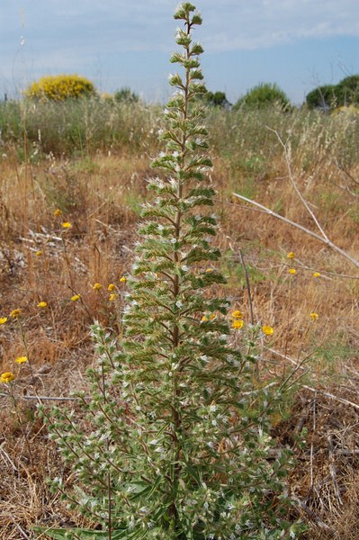 Echium italicum (4) [1600x1200].JPG