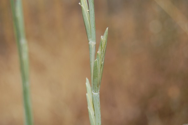 Elytrigia juncea2 (1) [1600x1200].JPG