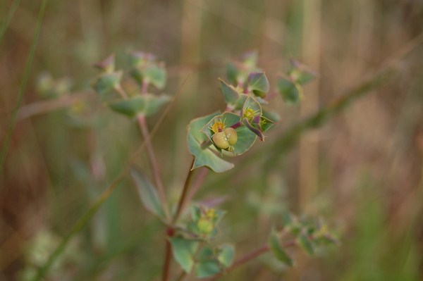 Euphorbia terracina (2) [1600x1200].JPG