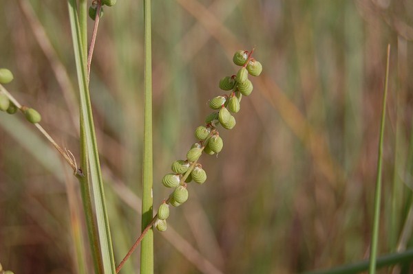 Melilotus sulcatus3 (2) [1600x1200].JPG