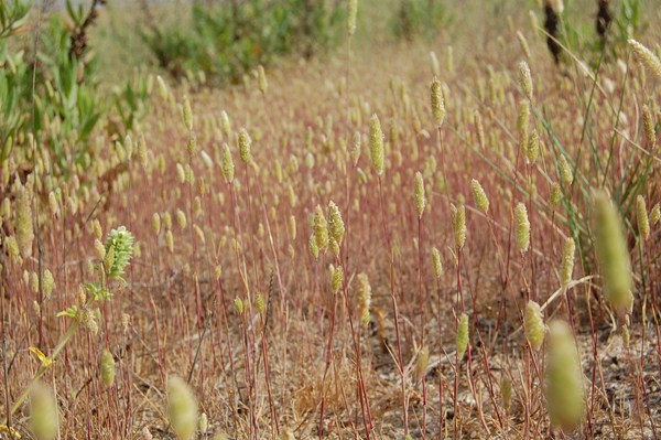 Phleum arenarium (8) [1600x1200].JPG