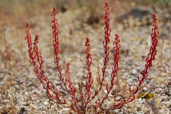 Rumex bucephalophorus (2) [1600x1200].JPG