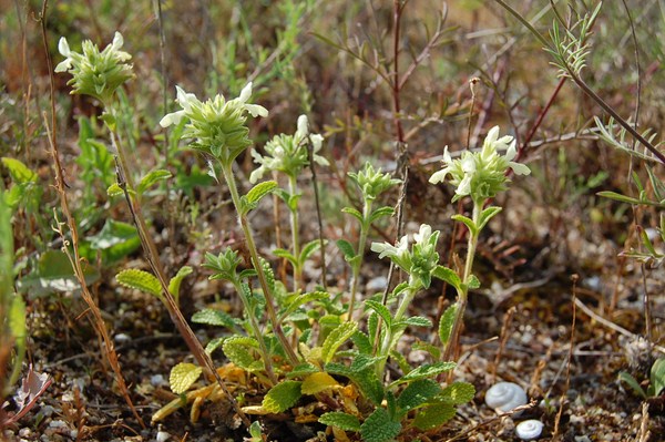 Stachys maritima2 (2) [1600x1200].JPG