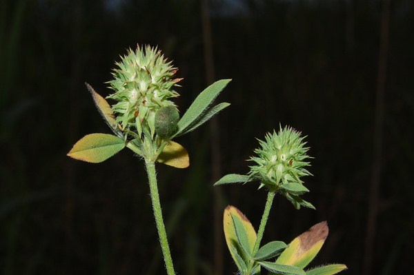 Trifolium maritimum (5) [1600x1200].JPG