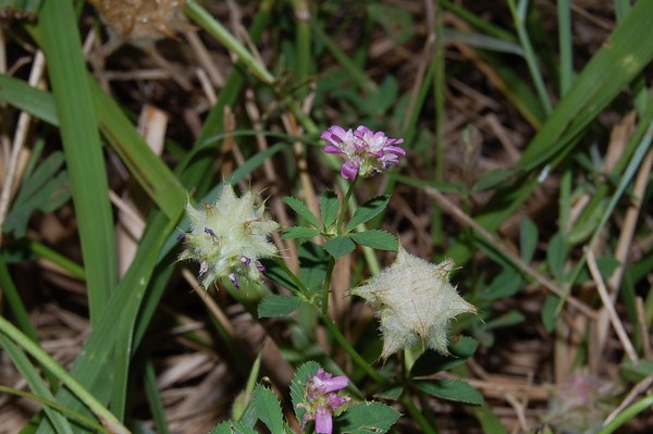 Trifolium resupinatum (2) [1600x1200].JPG