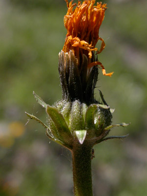 Crepis-biennis-2.jpg