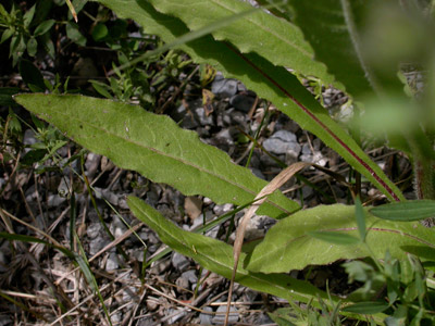 Crepis-biennis-3.jpg