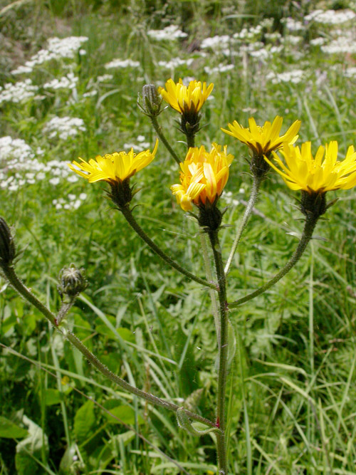 Crepis-biennis.jpg