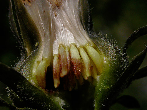 Crepis-biennis--frts---24.jpg