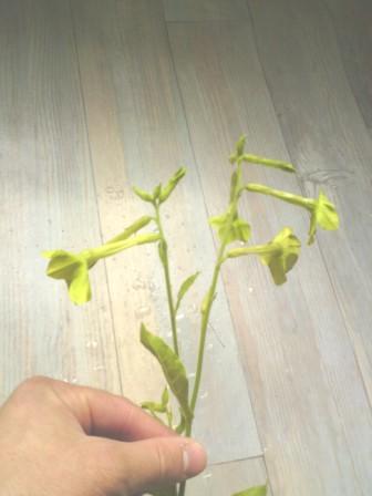 plante sp 13 juin 2011 001.JPG
