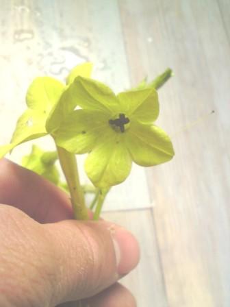 plante sp 13 juin 2011 002.JPG