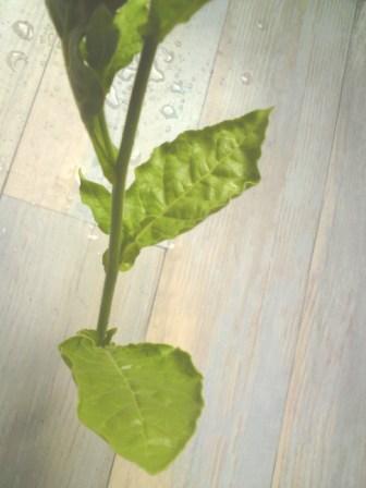 plante sp 13 juin 2011 003.JPG