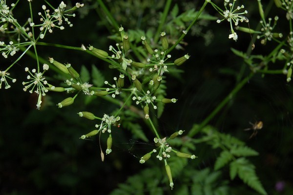 Anthriscus nitida (1) [1600x1200].JPG