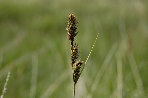 Carex buxbaumii (2) [1600x1200].JPG