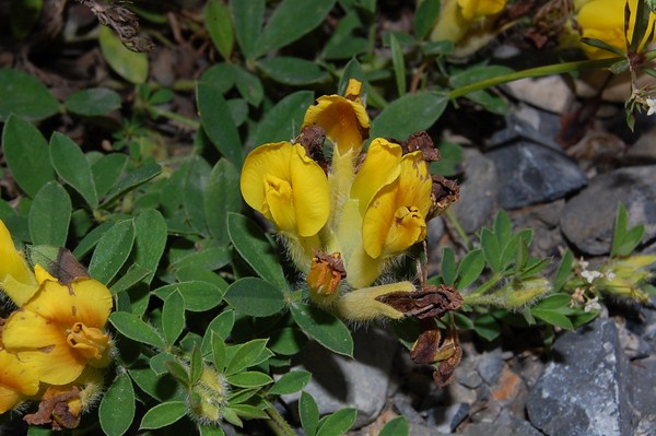 Cytisus supinus (2) [1600x1200].JPG