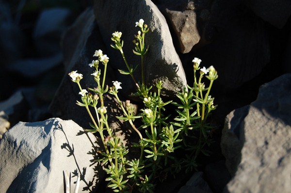 Galium saxosum (4) [1600x1200].JPG