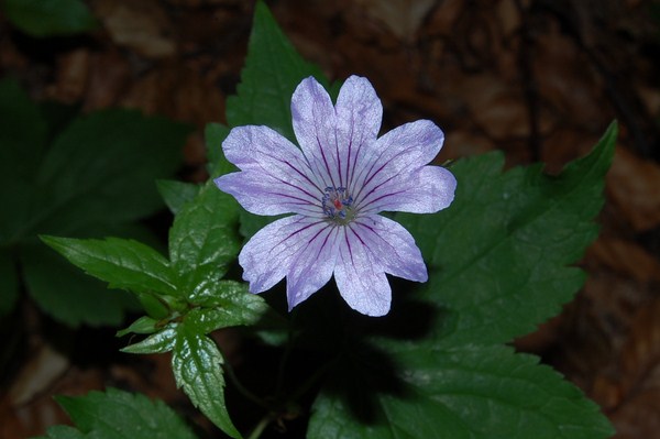 Geranium nodosum (2) [1600x1200].JPG