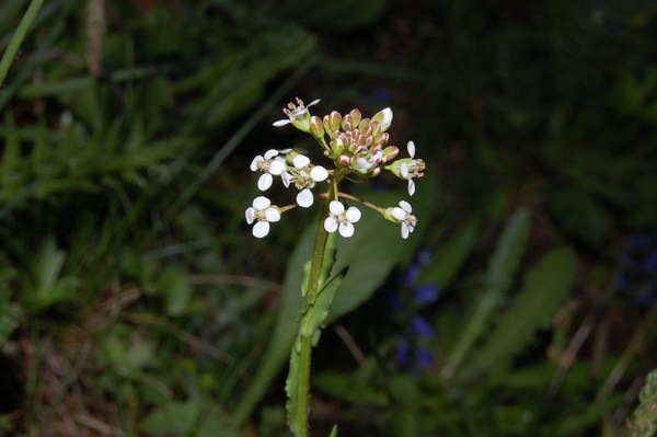 Lepidium villarsii (10) [1600x1200].JPG