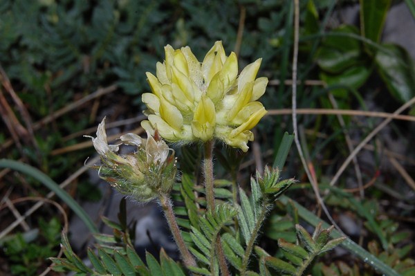 Oxytropis campestris (4) [1600x1200].JPG