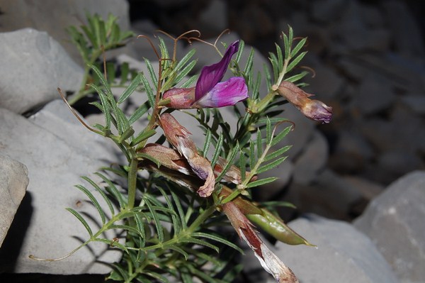 Vicia pyrenaica (3) [1600x1200].JPG