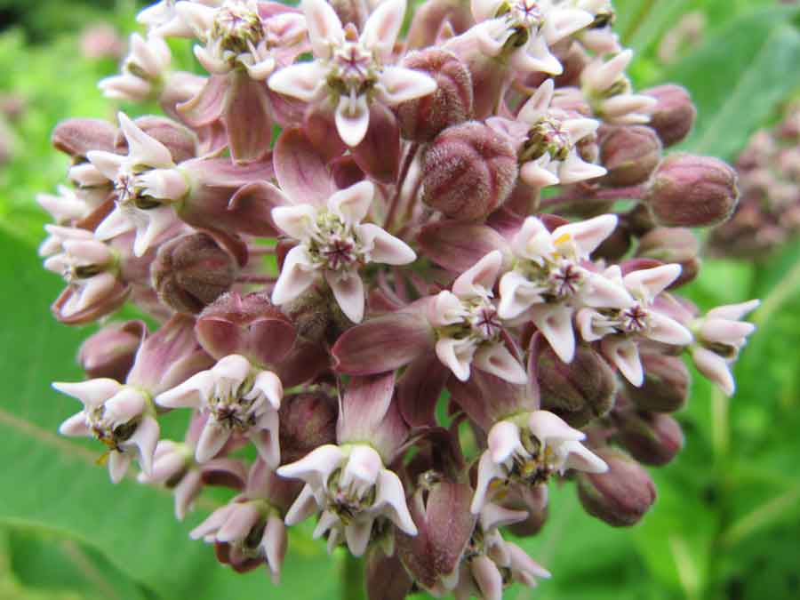 fleur-mysterieuse.jpg