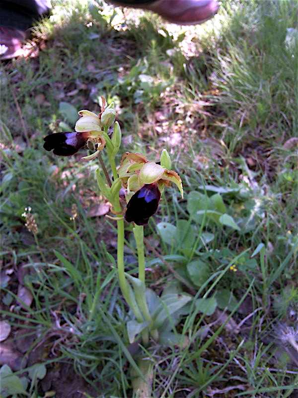 Une orchidée?