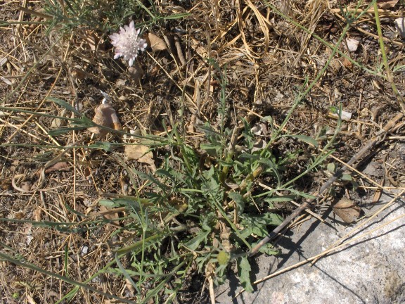 fossé 1[50%].JPG