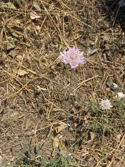 fossé 2 [50%].JPG