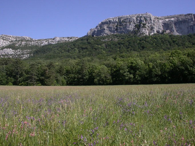 Ste-Baume.JPG