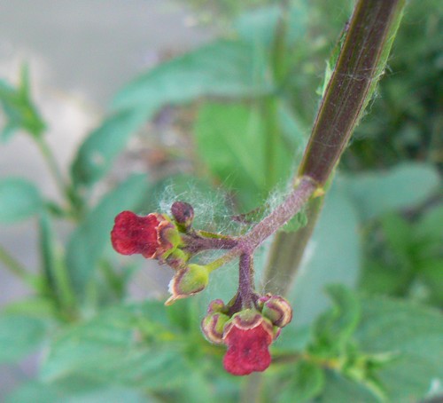 à identifier fleur rouge du 19 Mai 2011 villasavary.jpg