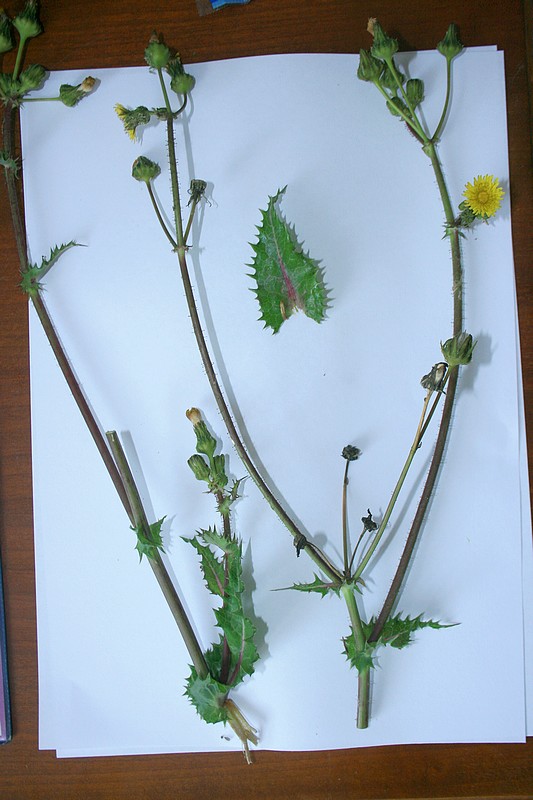 1) Crepis ?