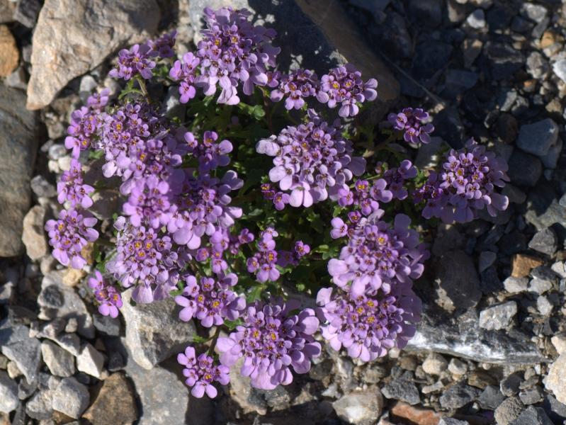 iberis bernardiana.jpg