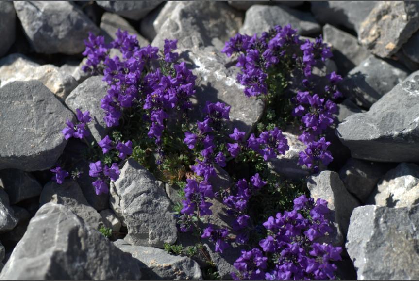 linaria alpina subs aciculifolia.jpg