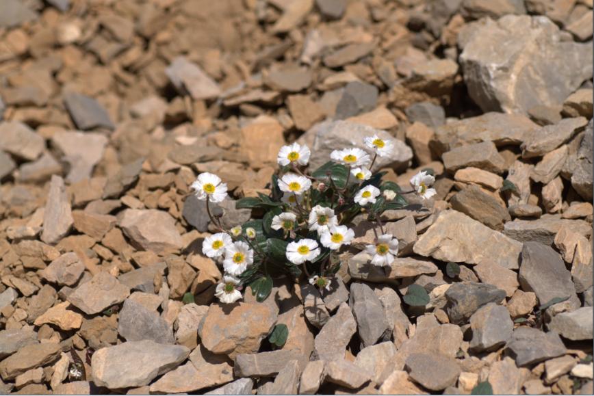 ranuculus parnassifolius subs favargeri.jpg
