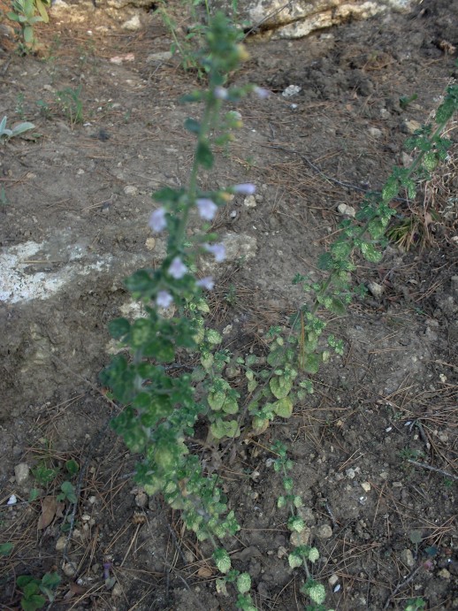 autre fleurs 053 [50%].JPG