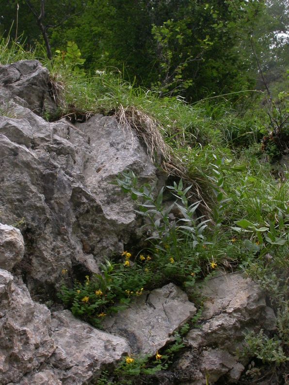 Lithospermum gastoni pl.1.jpg