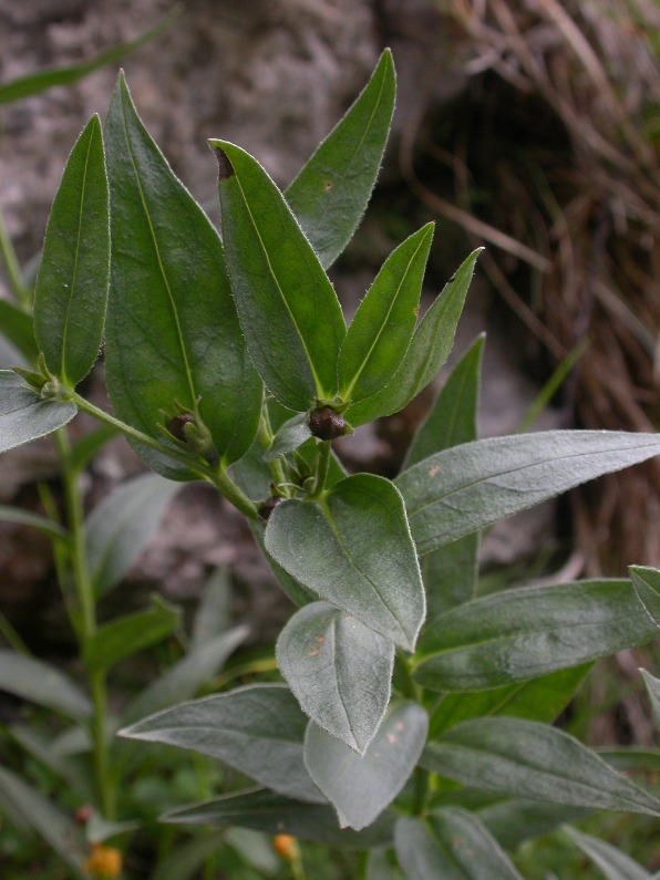Lithospermum gastoni f.fr.2.jpg
