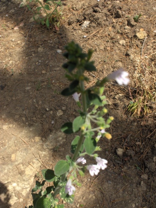 autre fleurs 042 [50%].JPG