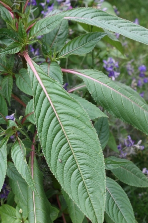 Impatiens Glanduliflora Balsamine de l Hymalaya (1).JPG