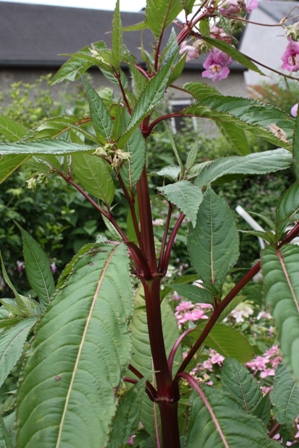 Impatiens Glanduliflora Balsamine de l Hymalaya (3).JPG