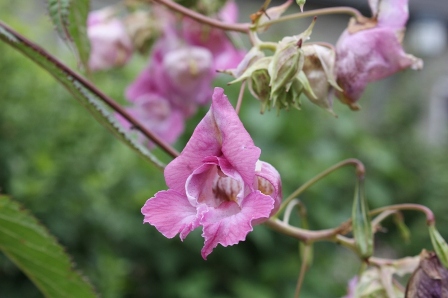 Impatiens Glanduliflora Balsamine de l Hymalaya (2).JPG
