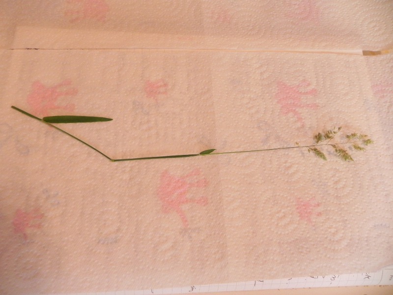 DSCN0561.JPG