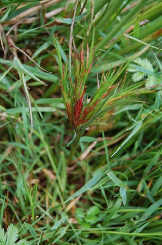 Plante (3).JPG