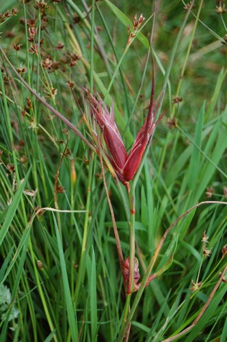 Plante (2).JPG
