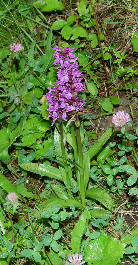DSC_2450-3.jpg