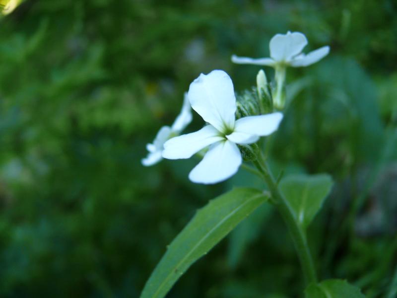 brassicacees.jpg